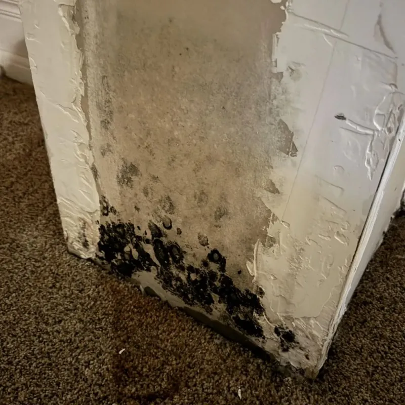 Professional Mold Removal in Yakima, WA